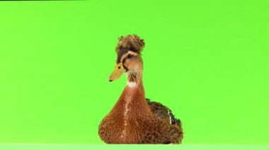 yeşil bir ekran üzerinde oturan ördek