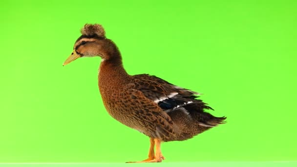 绿色屏幕上的棕色鸭叫 — 图库视频影像
