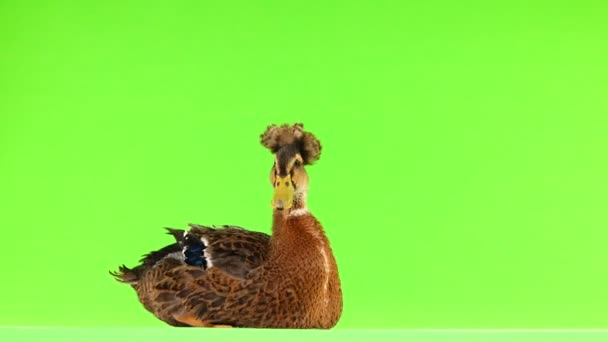 Duck Sitting Green Screen — Stock Video