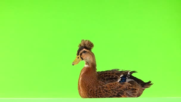 Duck Sitting Green Screen — Stock Video