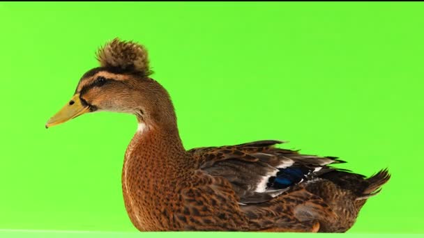 Duck Sitting Green Screen — Stock Video