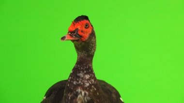 portre cairina m 6 kilogram ve 1 yıl yeşil bir ekran üzerinde ağırlığında büyük çikolata erkek ördek
