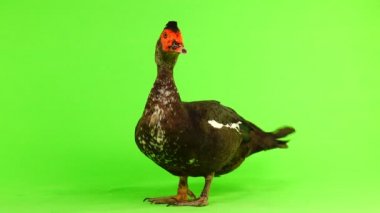 cairina m 6 kilogram ve 1 yıl yeşil bir ekran üzerinde ağırlığında büyük çikolata erkek ördek