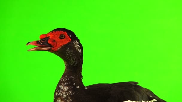 Portrait Cairina Moschata Canard Gros Chocolat Mâle Pesant Kilogrammes Sur — Video