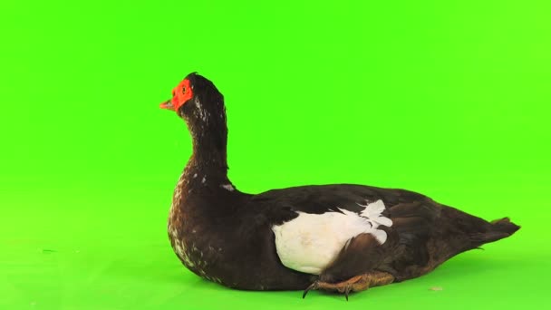 坐在绿色屏幕上的 Cairina Moschata 鸭大巧克力男性重达6公斤和1年 — 图库视频影像