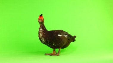 cairina m 6 kilogram ve 1 yıl yeşil bir ekran üzerinde ağırlığında büyük çikolata erkek ördek