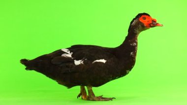 cairina m 6 kilogram ve 1 yıl yeşil bir ekran üzerinde ağırlığında büyük çikolata erkek ördek