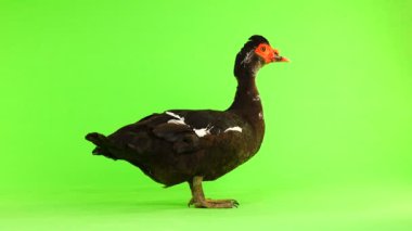 cairina m 6 kilogram ve 1 yıl yeşil bir ekran üzerinde ağırlığında büyük çikolata erkek ördek