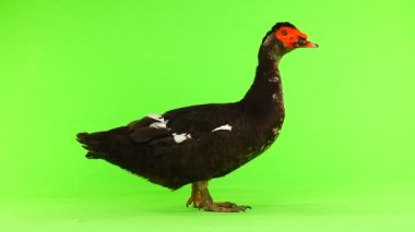 cairina m 6 kilogram ve 1 yıl yeşil bir ekran üzerinde ağırlığında büyük çikolata erkek ördek