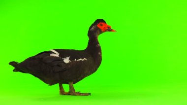 cairina m 6 kilogram ve 1 yıl yeşil bir ekran üzerinde ağırlığında büyük çikolata erkek ördek