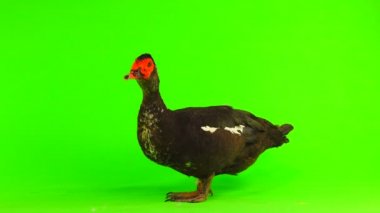 cairina m 6 kilogram ve 1 yıl yeşil bir ekran üzerinde ağırlığında büyük çikolata erkek ördek