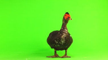 cairina m 6 kilogram ve 1 yıl yeşil bir ekran üzerinde ağırlığında büyük çikolata erkek ördek