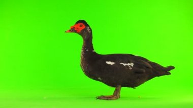 cairina m 6 kilogram ve 1 yıl yeşil bir ekran üzerinde ağırlığında büyük çikolata erkek ördek