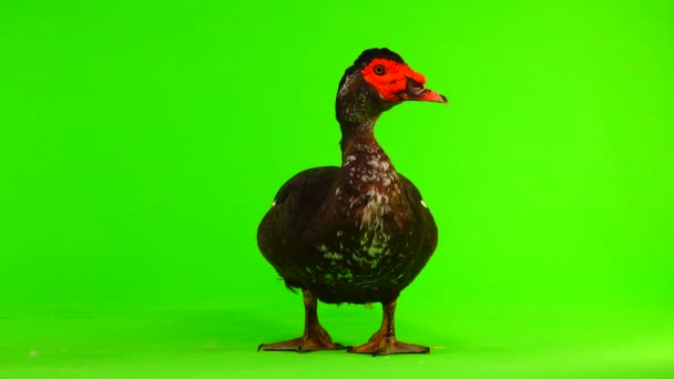 Cairina Moschata Duck Large Chocolate Male Weighing Kilograms Year Green — Stock Video