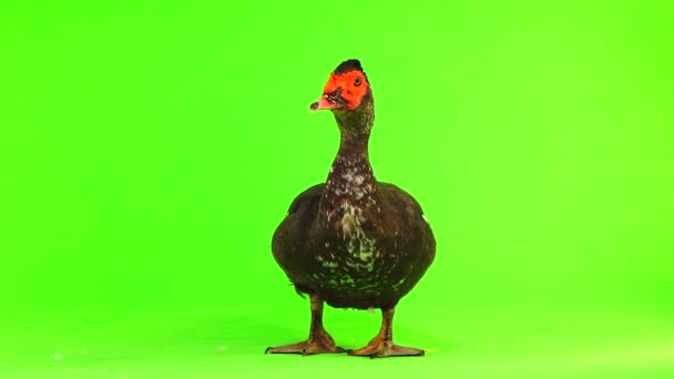 Cairina Moschata Duck Large Chocolate Male Weighing Kilograms Year Green — Stock Video