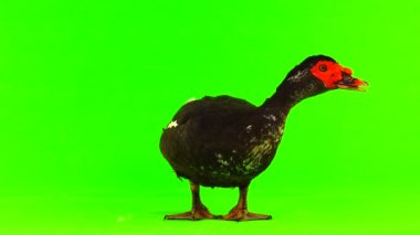 cairina m 6 kilogram ve 1 yıl yeşil bir ekran üzerinde ağırlığında büyük çikolata erkek ördek