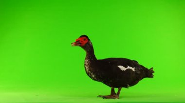 cairina m 6 kilogram ve 1 yıl yeşil bir ekran üzerinde ağırlığında büyük çikolata erkek ördek