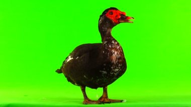 cairina m 6 kilogram ve 1 yıl yeşil bir ekran üzerinde ağırlığında büyük çikolata erkek ördek