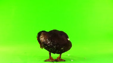 cairina m 6 kilogram ve 1 yıl yeşil bir ekran üzerinde ağırlığında büyük çikolata erkek ördek