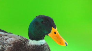 yeşil bir ekran üzerinde dikey gri ördek