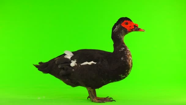 Cairina Moschata Duck Large Chocolate Male Weighing Kilograms Year Green — Stock Video