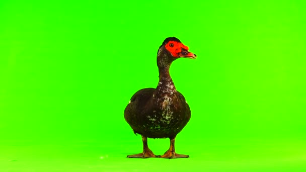Cairina Moschata Ente Großes Schokoladenmännchen Mit Einem Gewicht Von Und — Stockvideo