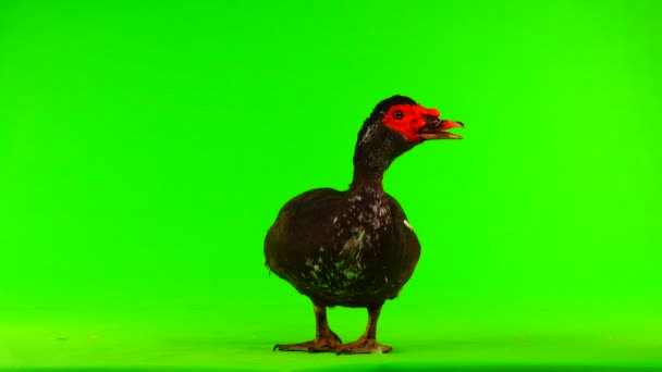 Cairina Moschata Anka Stor Choklad Hane Väger Och Grön Skärm — Stockvideo