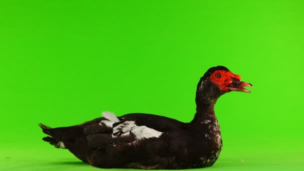 Cairina Moschata 鸭大巧克力男性重达6公斤 1年在绿色屏幕上 — 图库视频影像