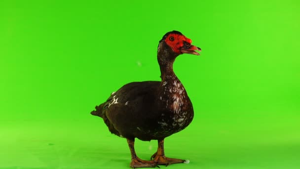 Cairina Moschata 鸭大巧克力男性重达6公斤 1年在绿色屏幕上 — 图库视频影像
