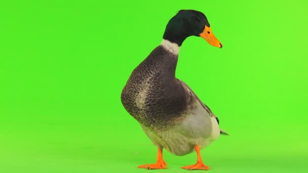 绿色屏幕上的纵向灰色鸭子 — 图库视频影像