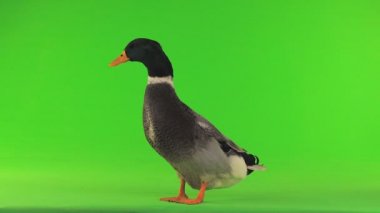 yeşil bir ekran üzerinde gri ördek