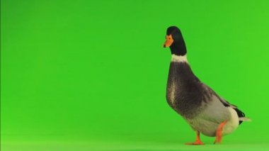 yeşil bir ekran üzerinde gri ördek