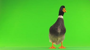 yeşil bir ekran üzerinde gri ördek