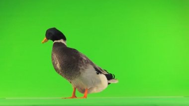 yeşil bir ekran üzerinde gri ördek