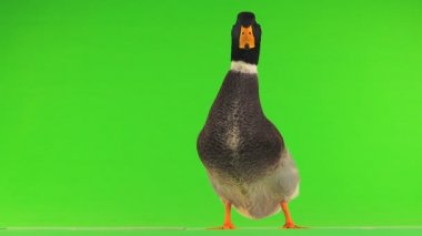 yeşil bir ekran üzerinde gri ördek