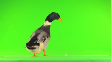 gri ördek şarlatan yeşil bir ekran üzerinde