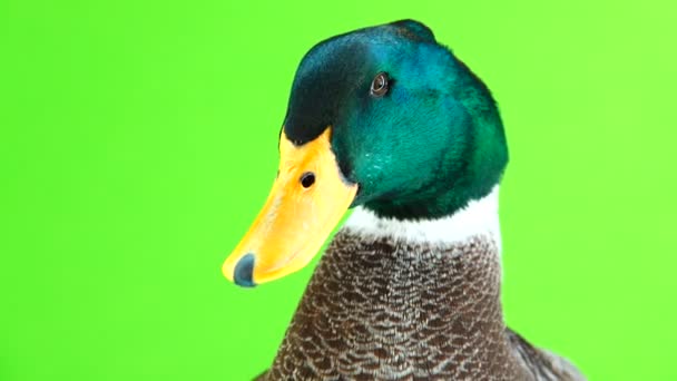 Portrait Canard Gris Sur Écran Vert — Video