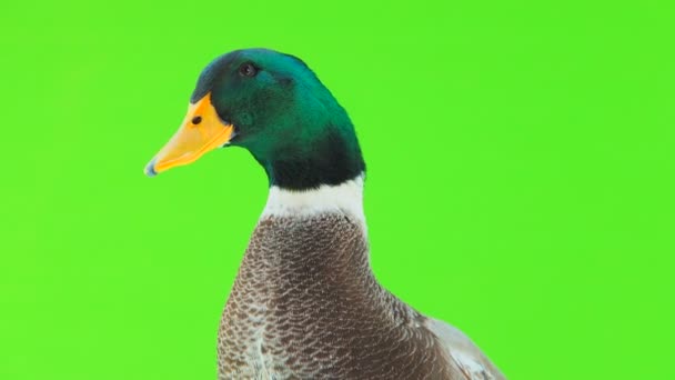 Retrato Pato Cinzento Uma Tela Verde — Vídeo de Stock