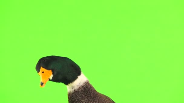 Portret Szary Kaczka Zielony Ekran — Wideo stockowe