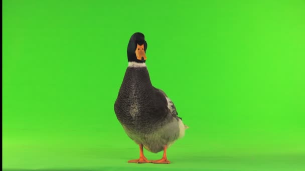 Graue Ente Auf Grünem Bildschirm — Stockvideo