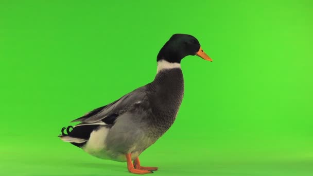 Graue Ente Auf Grünem Bildschirm — Stockvideo