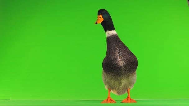 Grey Duck Green Screen — Stock Video