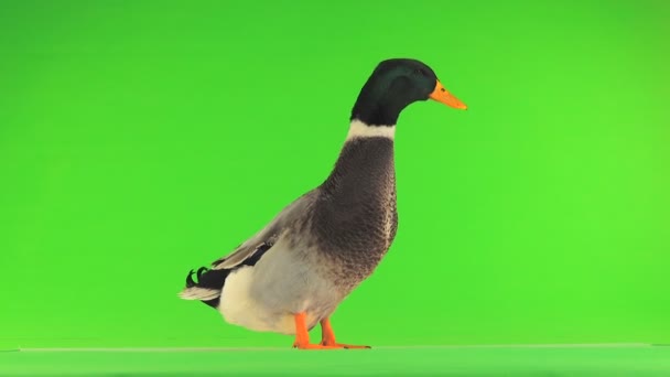 Yeşil Bir Ekran Üzerinde Gri Ördek — Stok video
