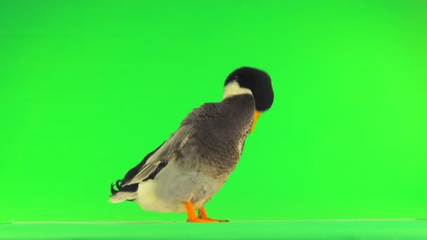 绿色屏幕上的灰色鸭子 — 图库视频影像