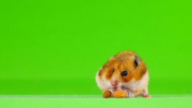 hamster badem kemikleri yiyor ve uzak çerçeve üzerinde yeşil bir ekran çalışır