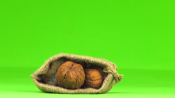 仓鼠躲在绿色屏幕上的一袋坚果里 — 图库视频影像