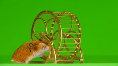 hamster tekerlek yeşil bir arka plan üzerinde çalışan bir altın çalışır