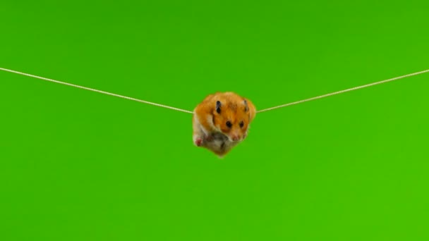 Hamster Weighs Rope Green Background — Stock Video