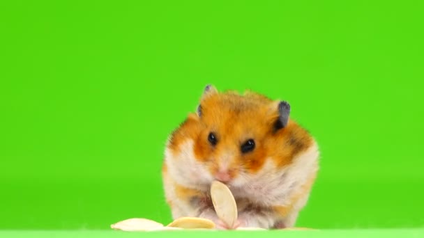 仓鼠吃一个在绿色背景下的西葫芦种子 — 图库视频影像