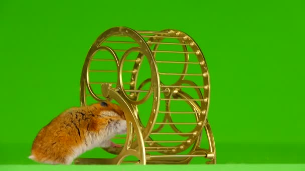 Hamster Körs Guld Kör Hjulet Grön Bakgrund — Stockvideo